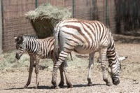 zoo de la Barben