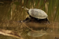 Tortue Cistude