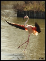 Flamant rose