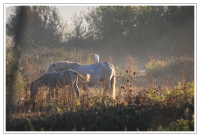 un matin au Marais